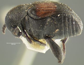 Media type: image;   Entomology 8194 Aspect: habitus lateral view